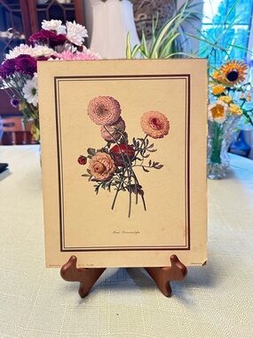 Vintage Mixed Ranunculus Botanical Print Ehret 8x10